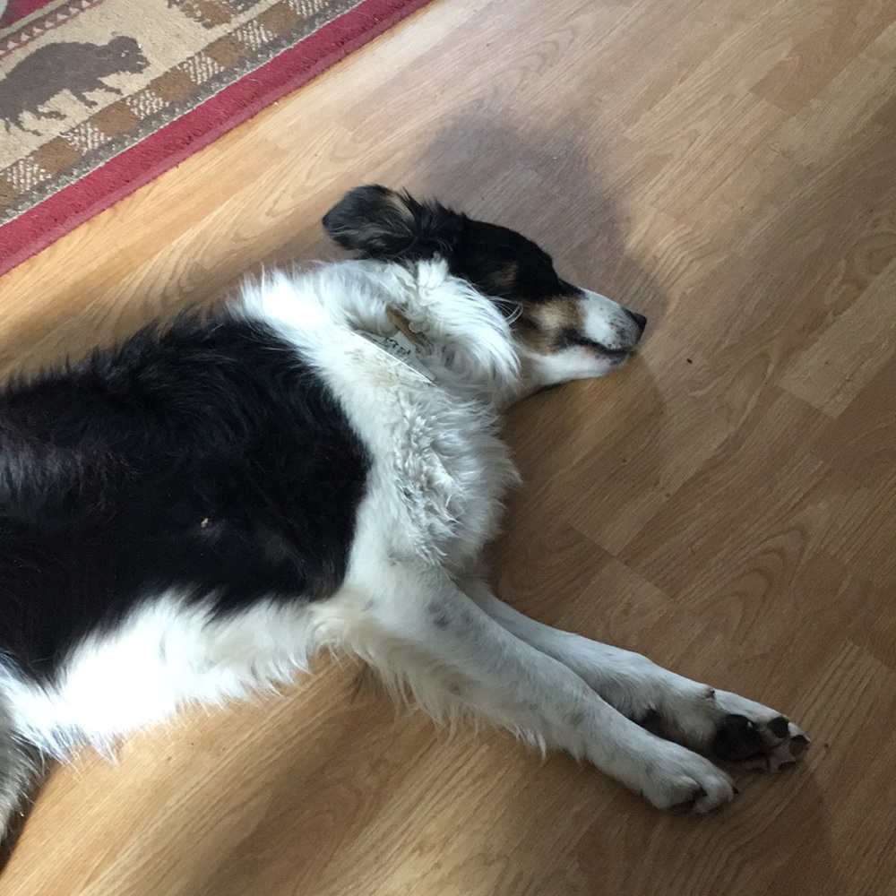 Meet your Posher, Sam